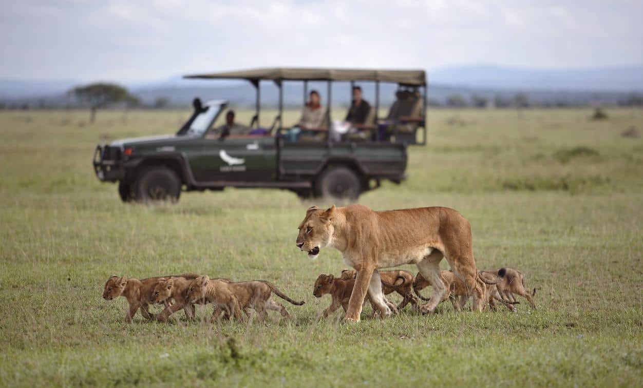 Tourism Safari